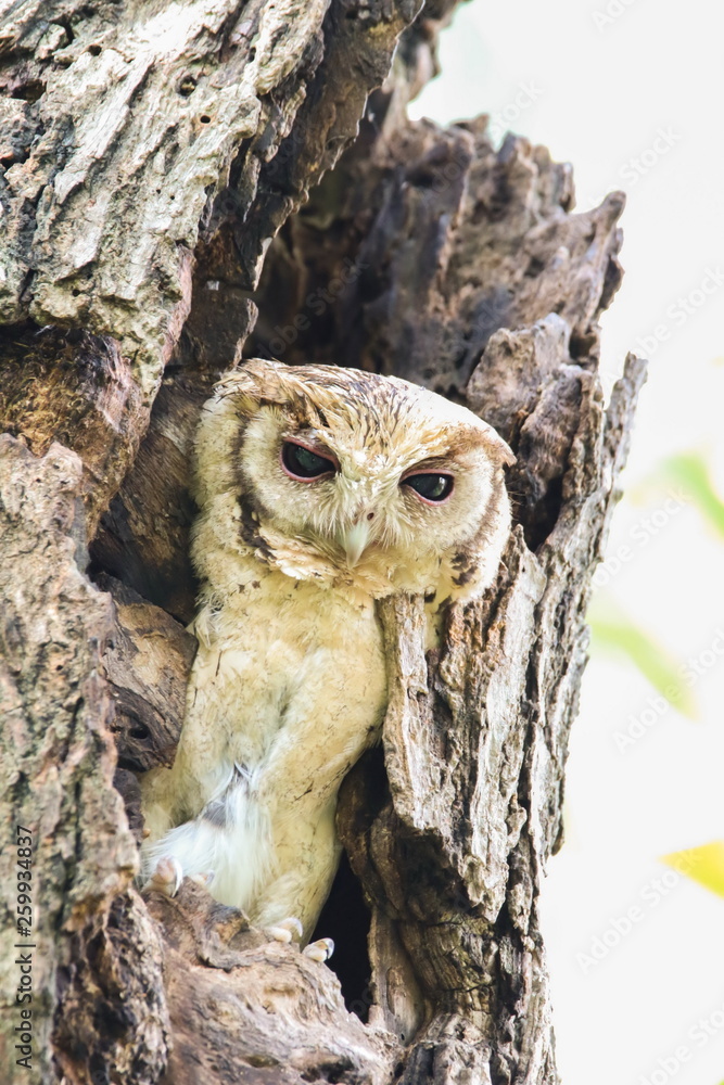 Collared Scops Owl (Otus Lempiji) in tree hollow.