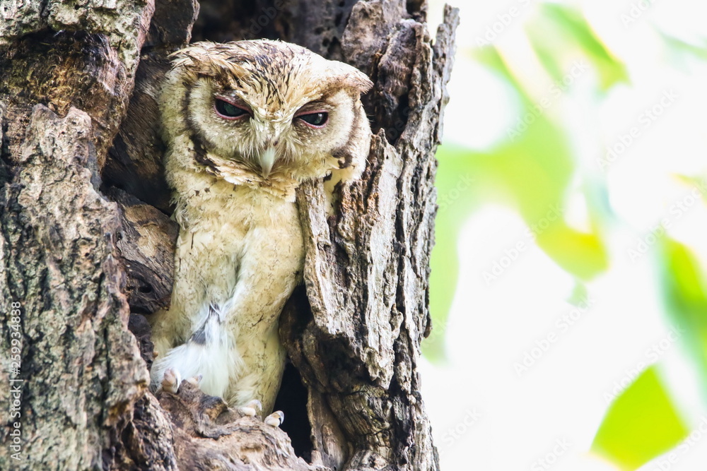 Collared Scops Owl (Otus Lempiji) in tree hollow.