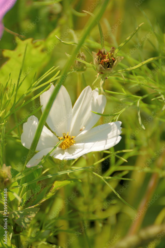 Fototapeta premium Bright garden flowers closeup.