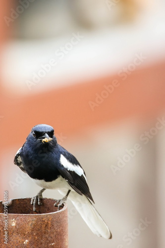 Obraz na płótnie Oriental magpie robin (Male) is sitting on iron pipe. w salonie