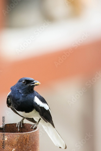 Obraz na płótnie Oriental magpie robin (Male) is sitting on iron pipe. w salonie
