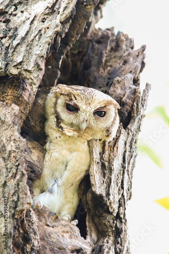 Obraz na płótnie Collared Scops Owl (Otus Lempiji) in tree hollow. w salonie