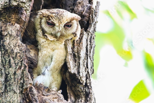 Obraz na płótnie Collared Scops Owl (Otus Lempiji) in tree hollow. w salonie