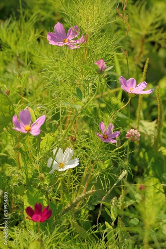 Bright garden flowers closeup.