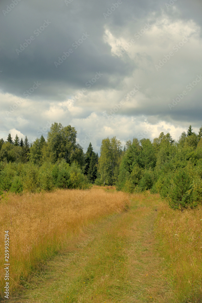 Naklejka premium Summer landscape with meadow, trees, clouds, road.