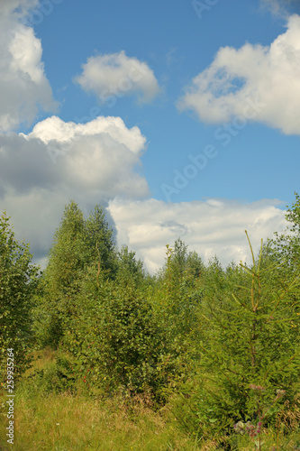 Summer landscape with meadow, trees, clouds, road.