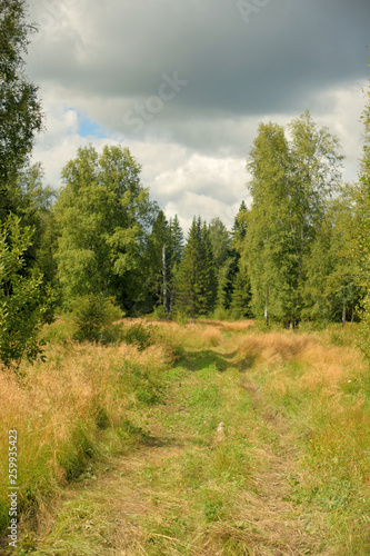 Summer landscape with meadow, trees, clouds, road.