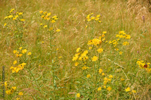 Wild flowers closeup.