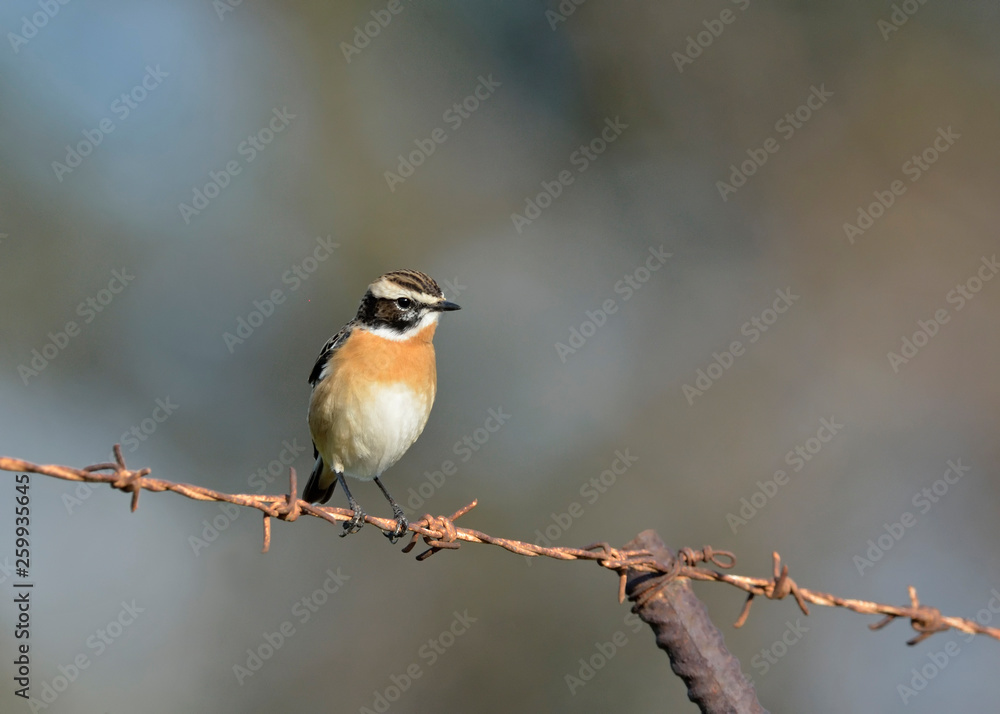 Whinchat - Saxicola rubetra, Crete, Greece Whinchat - Saxicola rubetra, Crete, Greece