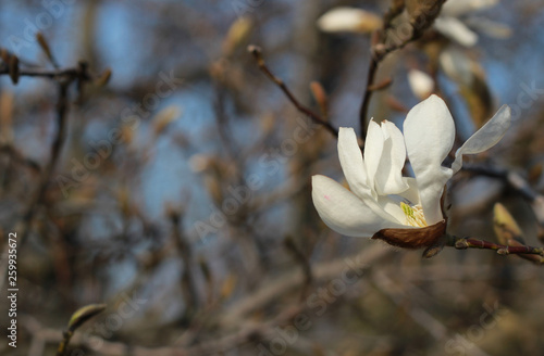 Blooming spring bud of white magnolia. The natural beauty of the spring flower