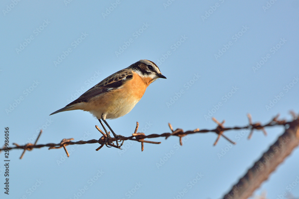 Fototapeta premium Whinchat - Saxicola rubetra, Crete, Greece