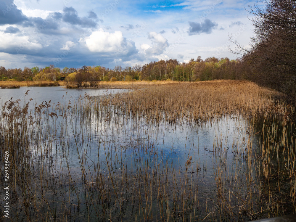Wetlands and reeds at Potteric Carr, South Yorkshire, England