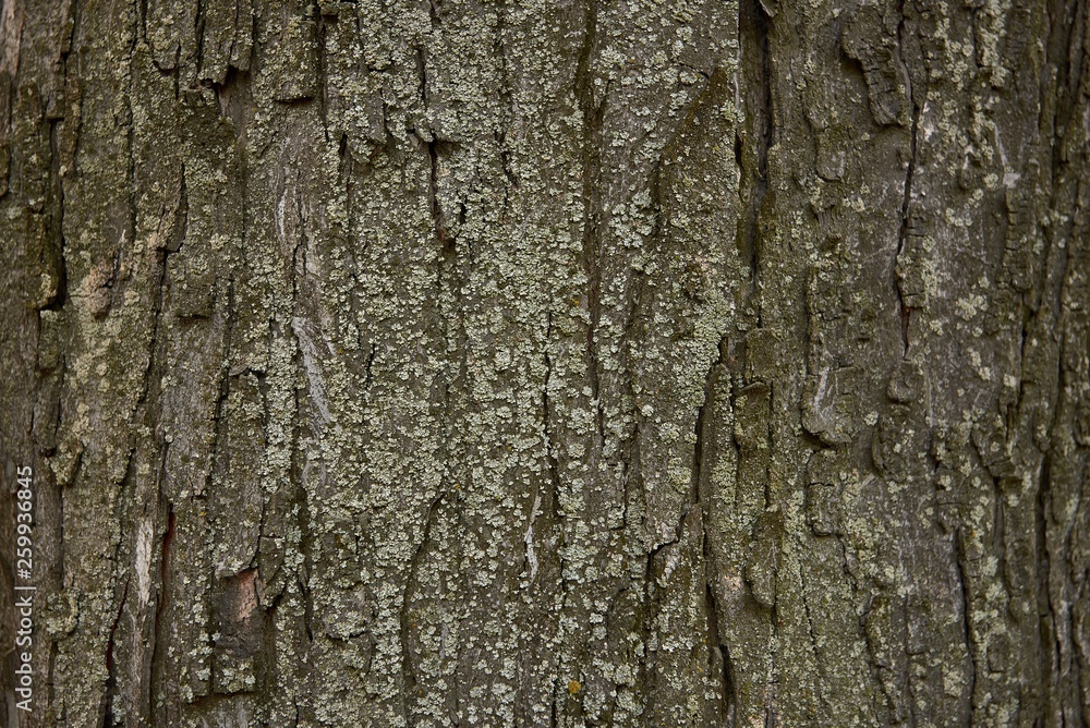 embossed tree bark covered with moss and lichen embossed tree bark covered with moss and lichen