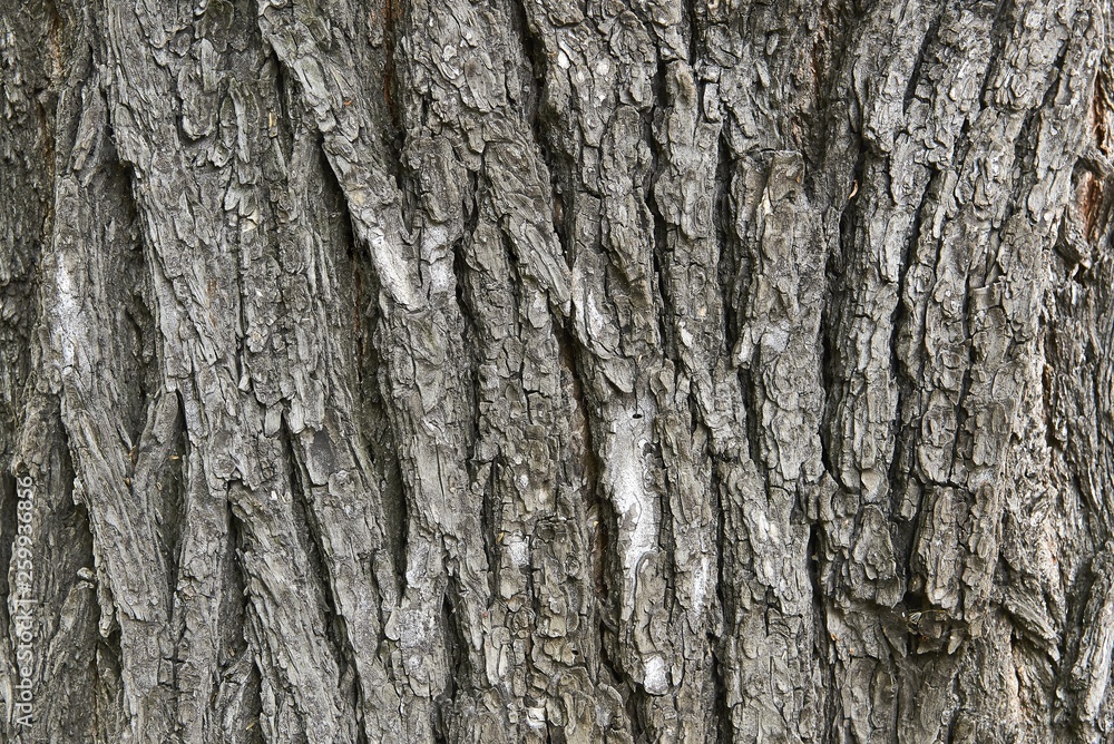 embossed tree bark covered with moss and lichen embossed tree bark covered with moss and lichen