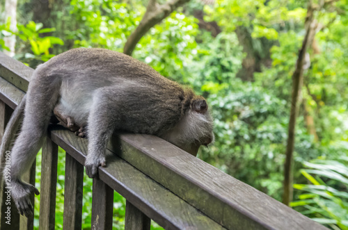 Fototapeta Naklejka Na Ścianę i Meble -  Wild monkey rest on the fence in sacred Monkey Forest Park