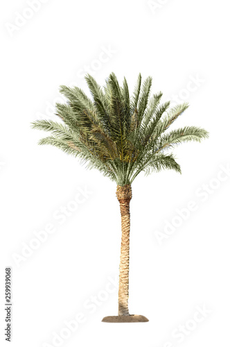 natural Date Palm tree isolated © PaulPaladin