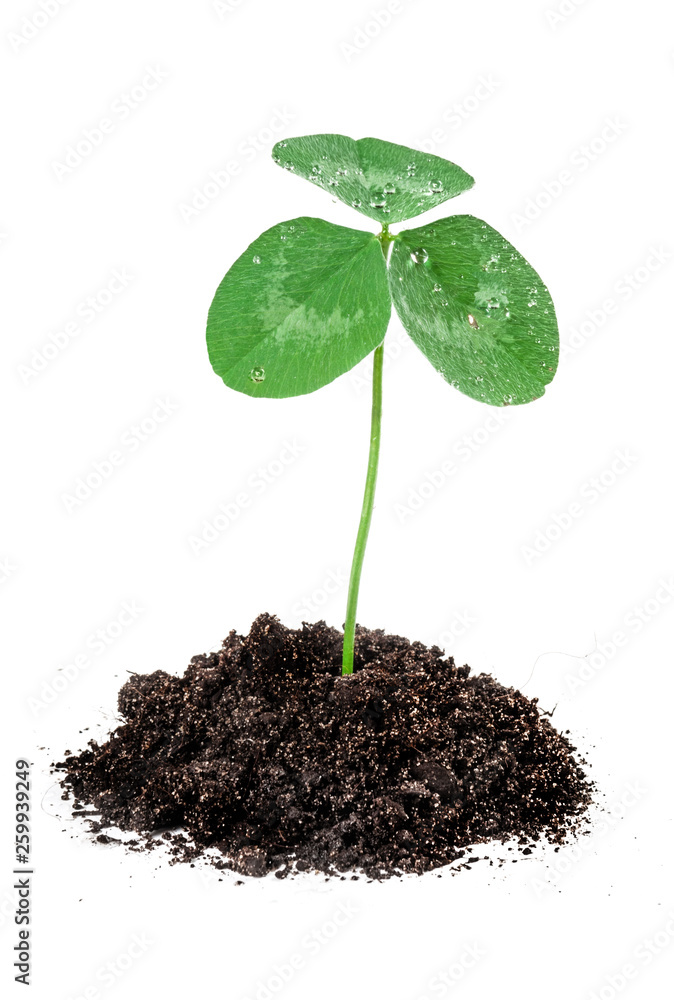 lover seed sprout in the soil lover seed sprout in the soil