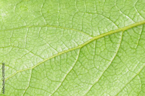 green leaf macro texture