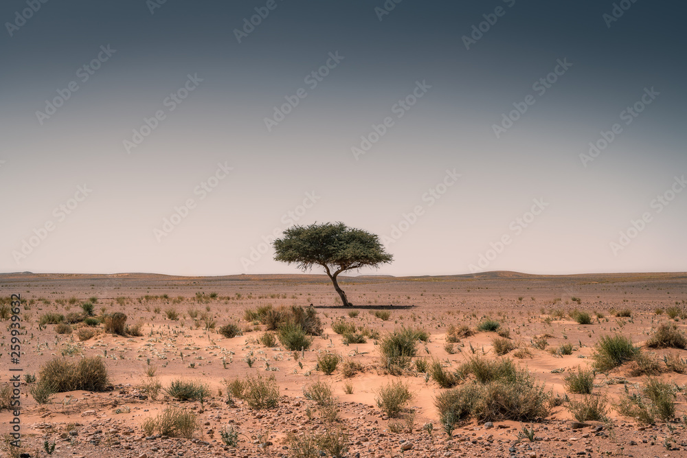 Single tree in the void, dirt and desert in Morocco