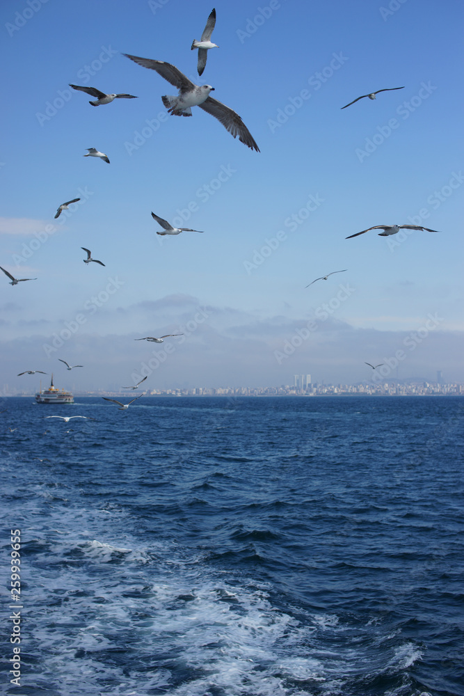Gulls in the blue sky.