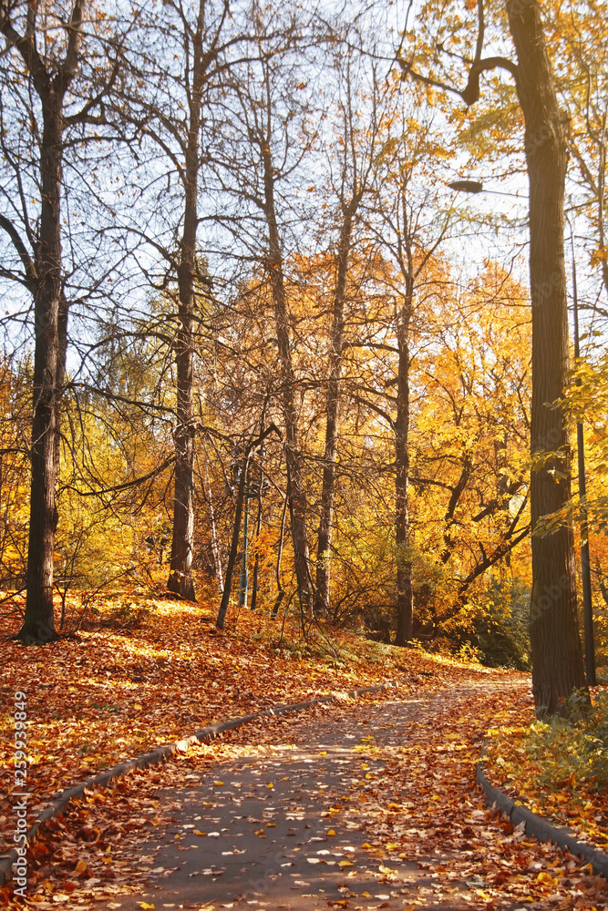 Fototapeta premium Yellow fallen leaves on the pathway in the evening autumn park. Beautiful autumn landscape