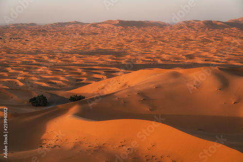 Incredible golden dunes at sunset, escursion in the Sahara Desert, Morocco
