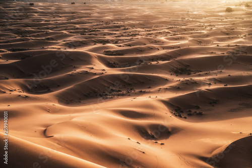 Incredible golden dunes at sunset  escursion in the Sahara Desert  Morocco