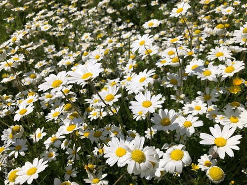 Daisies, flowers	
