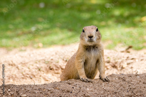 Schilderij op canvas Black-tailed prairie gopher dog got out of the hole