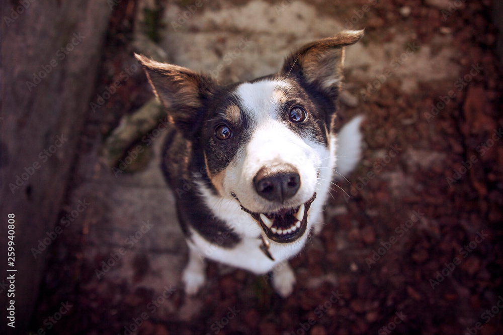Cute Collie Dog Smile