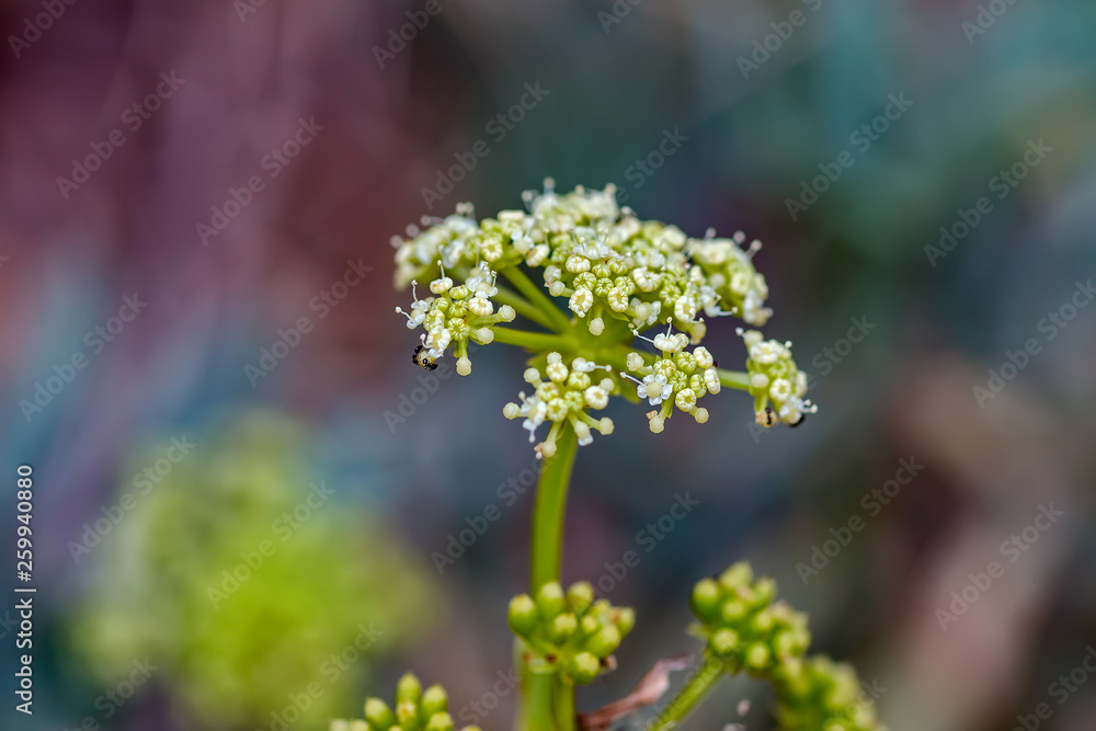 Obraz premium Wild flower closeup