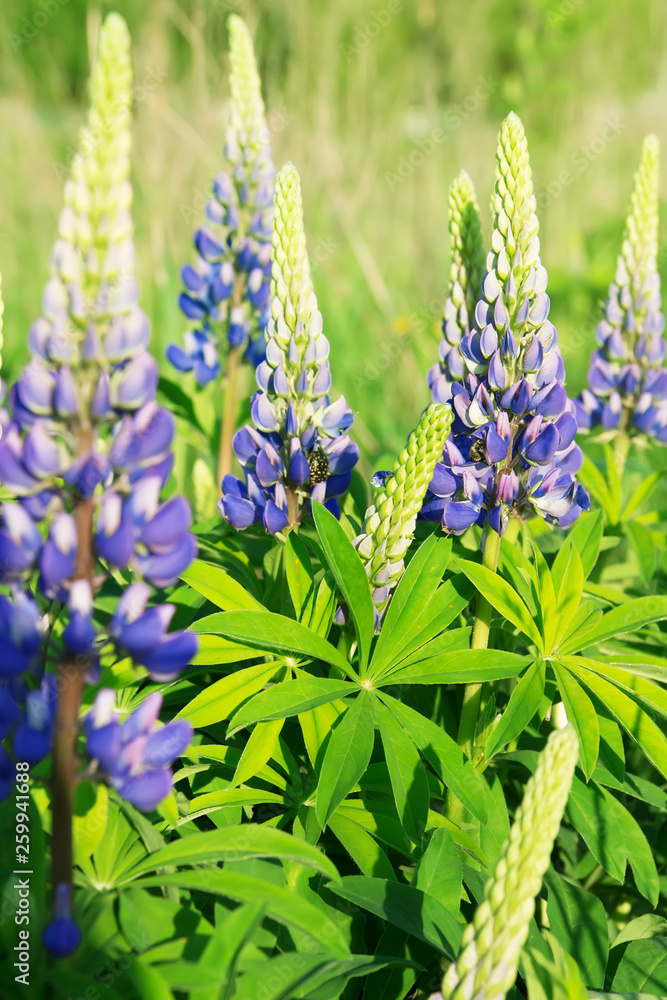 Obraz premium Lupinus (lupin or lupine) in bloom. Floral background