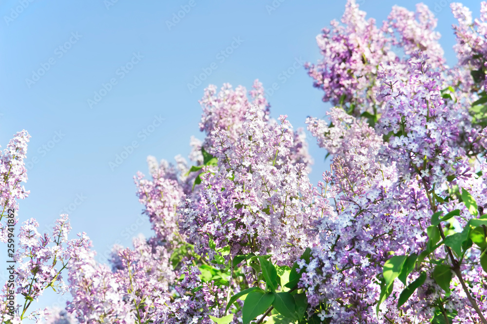 Blooming branches of lilac. Syringa in bloom. Spring background Blooming branches of lilac. Syringa in bloom. Spring background