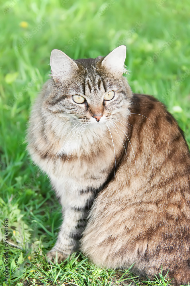 Portrait of angry siberian cat. Close-up