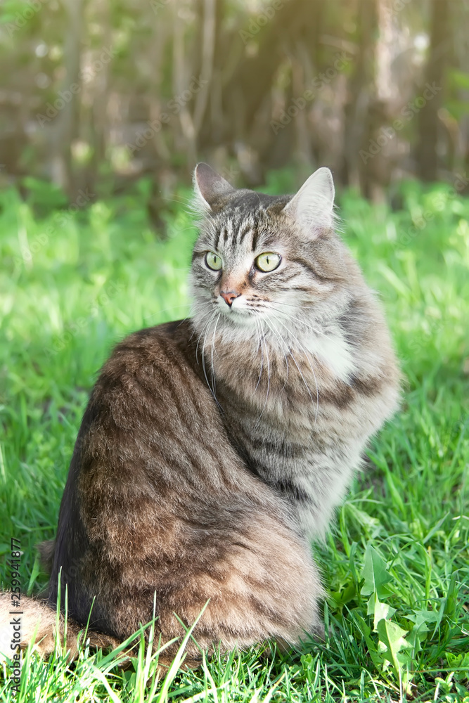 A long haired siberian cat sitting on the green lawn A long haired siberian cat sitting on the green lawn