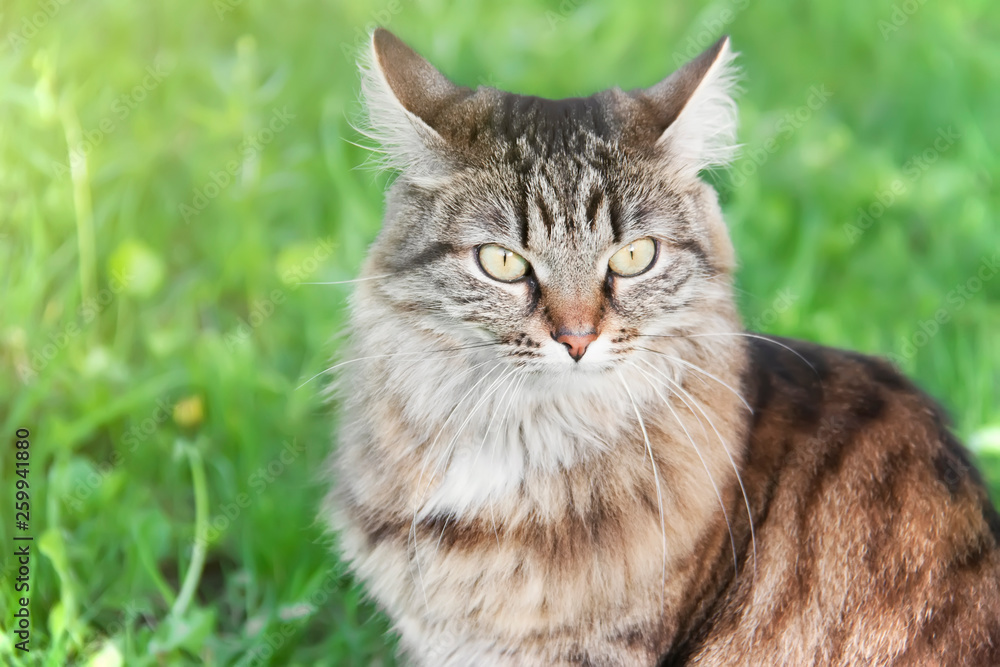 Portrait of angry siberian cat. Close-up Portrait of angry siberian cat. Close-up