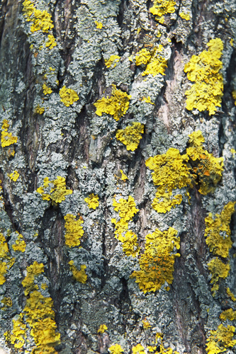 Tree bark with yellow and grey lichen  close-up