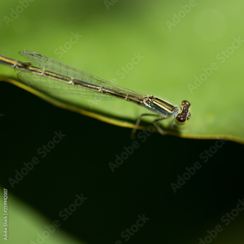 Dragonfly on lily pad  © LukeElliot
