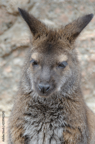 Wallaby Closeup