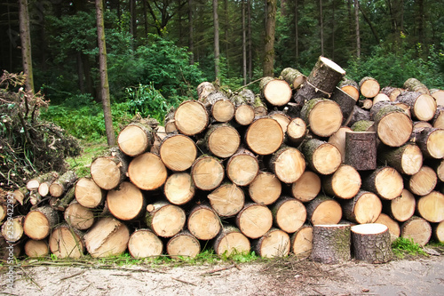A pile of stacked firewood in the forest. Preparation of firewood for the winter.