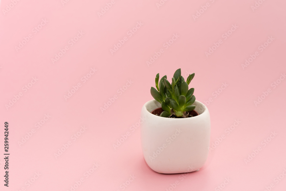 Little succulent plant in a white pot on a pink background. Design concept. Copy space mockup Little succulent plant in a white pot on a pink background. Design concept. Copy space mockup