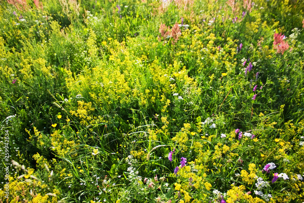 Colorful blooming flowers in a Summer sunny meadow. Nature Background. Colorful blooming flowers in a Summer sunny meadow. Nature Background.