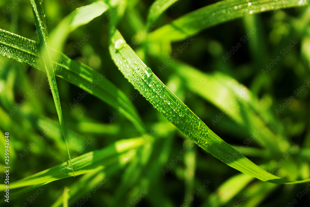 Fresh green grass with dew drops. Water drops on the grass after rain. Close up Fresh green grass with dew drops. Water drops on the grass after rain. Close up