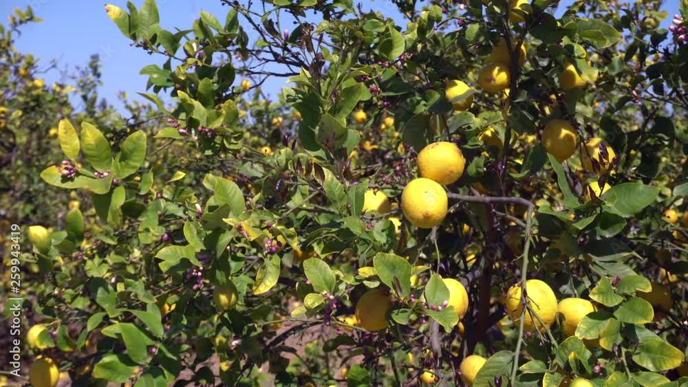 Lemon fruits and blossom growing on lemon tree under the sunny rays. Branches with ripe yellow lemons in lemon orchard Lemon fruits and blossom growing on lemon tree under the sunny rays. Branches with ripe yellow lemons in lemon orchard