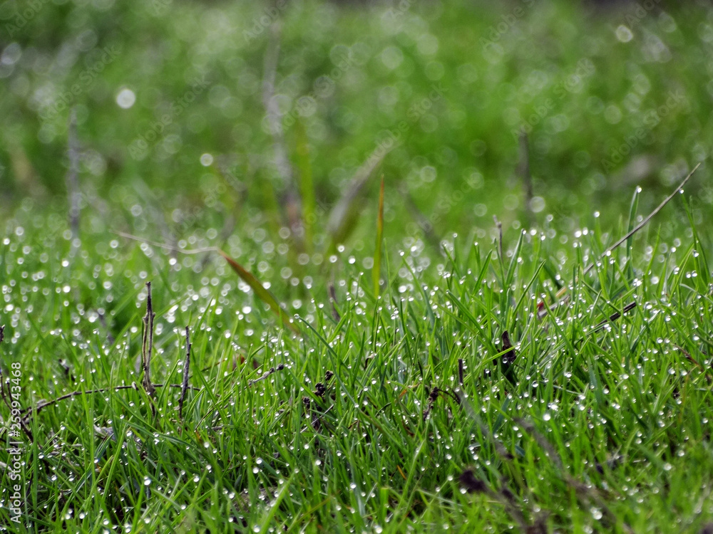 Drops of dew on blades of grass Drops of dew on blades of grass