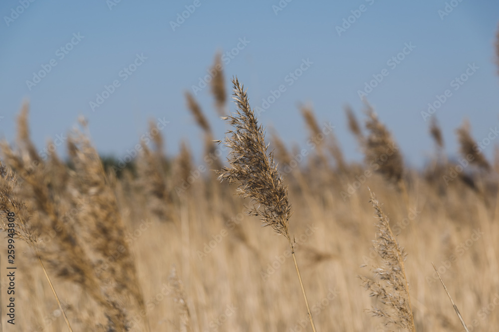 Fototapeta premium beautiful spike in the wind in the field