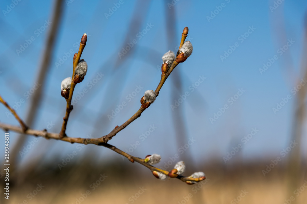 beautiful branches with buds of a tree in spring beautiful branches with buds of a tree in spring