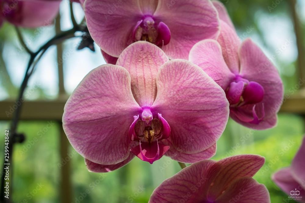 Purple Orchid Purple Orchid