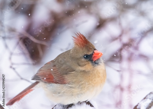 Vibrant female red cardinal bird on branch. Close up with soft focus snow in background.  © DebraAnderson