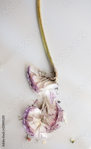 Wilted  white and purple ranunculus flower 